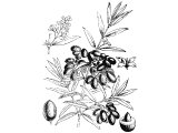 Olive (Olea europaea)